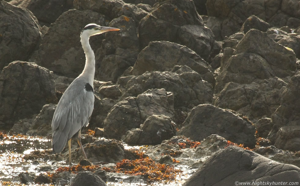 Ballintoy Heron